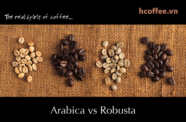 arabica vs robusta