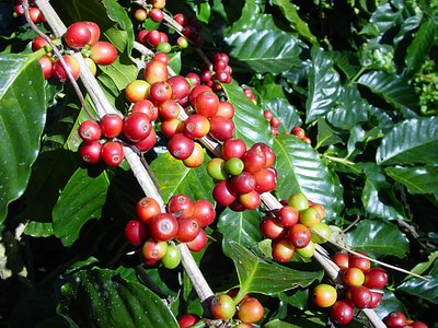 arabica coffee tree