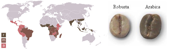 bản đồ phân bố arabica và robusta trên thế giới